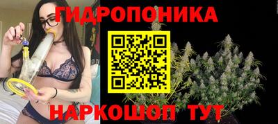 шишки Заволжье